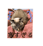 ねこパラダイス（個別スタンプ：30）