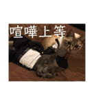 ねこパラダイス（個別スタンプ：36）