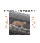 ねこパラダイス（個別スタンプ：37）
