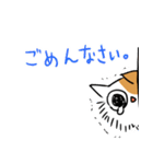 スコティッシュのよく使う言葉（個別スタンプ：23）