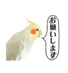 毎日使えるオカメインコのほんわかスタンプ（個別スタンプ：10）