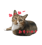 うちの3にゃんず その1（個別スタンプ：2）