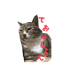 うちの3にゃんず その1（個別スタンプ：4）
