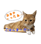 うちの3にゃんず その1（個別スタンプ：8）