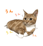 うちの3にゃんず その1（個別スタンプ：9）