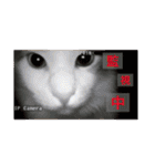 うちの3にゃんず その1（個別スタンプ：13）