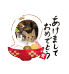 うちの3にゃんず その1（個別スタンプ：15）