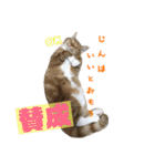 うちの3にゃんず その1（個別スタンプ：17）
