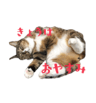 うちの3にゃんず その1（個別スタンプ：19）