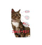 うちの3にゃんず その1（個別スタンプ：22）