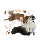 うちの3にゃんず その1（個別スタンプ：26）