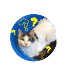 うちの3にゃんず その1（個別スタンプ：31）