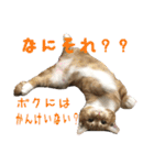 うちの3にゃんず その1（個別スタンプ：36）