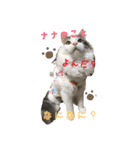 うちの3にゃんず その1（個別スタンプ：37）
