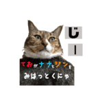 うちの3にゃんず その1（個別スタンプ：38）