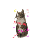 うちの3にゃんず その1（個別スタンプ：39）