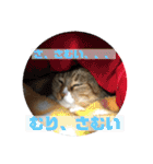 うちの3にゃんず その1（個別スタンプ：40）