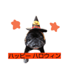 黒パグわかめかスタンプ4（個別スタンプ：2）