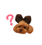 トイプードル メロディの日常スタンプ♫（個別スタンプ：4）