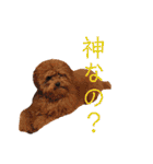 トイプードル メロディの日常スタンプ♫（個別スタンプ：6）