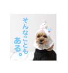 トイプードル メロディの日常スタンプ♫（個別スタンプ：7）