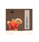 トイプードル メロディの日常スタンプ♫（個別スタンプ：9）