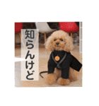 トイプードル メロディの日常スタンプ♫（個別スタンプ：10）