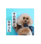 トイプードル メロディの日常スタンプ♫（個別スタンプ：11）