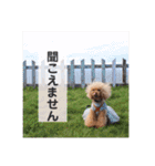トイプードル メロディの日常スタンプ♫（個別スタンプ：12）