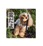 トイプードル メロディの日常スタンプ♫（個別スタンプ：13）