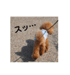 トイプードル メロディの日常スタンプ♫（個別スタンプ：14）