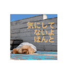 トイプードル メロディの日常スタンプ♫（個別スタンプ：16）