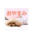 トイプードル メロディの日常スタンプ♫（個別スタンプ：21）