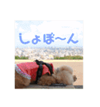 トイプードル メロディの日常スタンプ♫（個別スタンプ：23）
