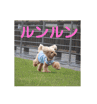 トイプードル メロディの日常スタンプ♫（個別スタンプ：27）