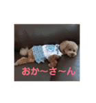 トイプードル メロディの日常スタンプ♫（個別スタンプ：36）