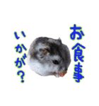 ハムスターのえいと君（個別スタンプ：13）