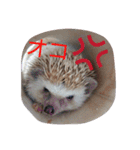 なもあめ（個別スタンプ：8）