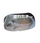 なもあめ（個別スタンプ：16）