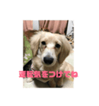 ダックスピープル（個別スタンプ：1）