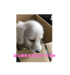 ダックスピープル（個別スタンプ：6）
