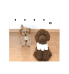 ララ キキ のん ミルキー チーコ（個別スタンプ：16）