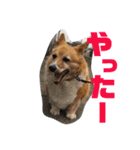 ぽっちゃりコーギーはなさんの日常。6（個別スタンプ：2）
