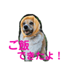 ぽっちゃりコーギーはなさんの日常。6（個別スタンプ：3）