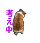 ぽっちゃりコーギーはなさんの日常。6（個別スタンプ：4）