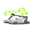 ぽっちゃりコーギーはなさんの日常。6（個別スタンプ：5）