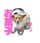 ぽっちゃりコーギーはなさんの日常。6（個別スタンプ：7）