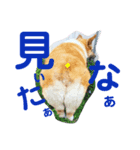 ぽっちゃりコーギーはなさんの日常。6（個別スタンプ：8）
