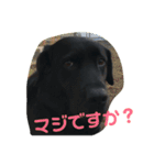 黒ラブ  ルナちゃんの日常（個別スタンプ：3）