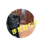 黒ラブ  ルナちゃんの日常（個別スタンプ：12）